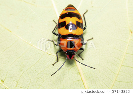 沖繩蟲子 57143833