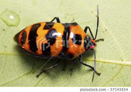 沖繩蟲子 57143834