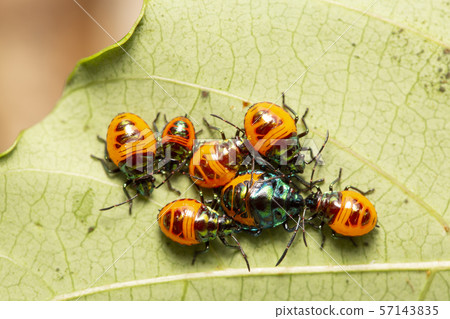 Giant bug stink bug 57143835