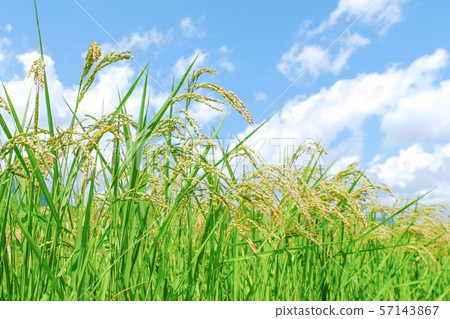 夏季大米（8月底） 57143867