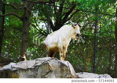 Golden takin (gold white) Yokohama Zoo ZOORASIA 57144093