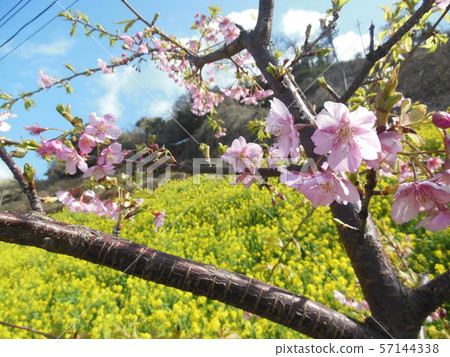 在Futhai Yusuzumi區的油菜田和櫻花區 57144338