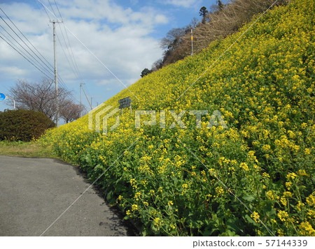 Futhai Yusu區油菜花盛開 57144339
