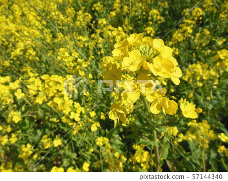 Futhai Yusu區油菜花盛開 57144340