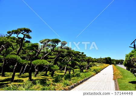 Jogashima Park Kuromatsu 57144449