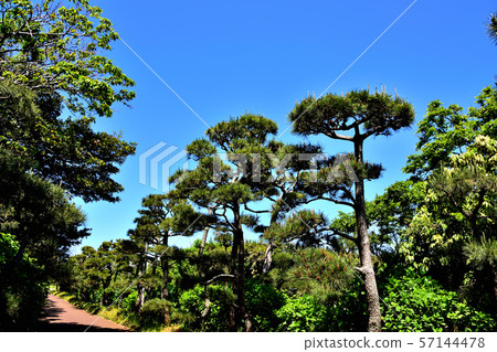 Jogashima Park Kuromatsu Jogashima Park Kuromatsu 57144478