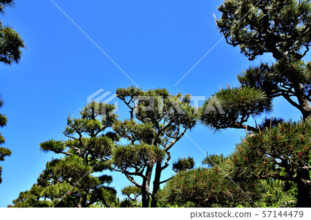 Jogashima Park Kuromatsu Jogashima Park Kuromatsu 57144479