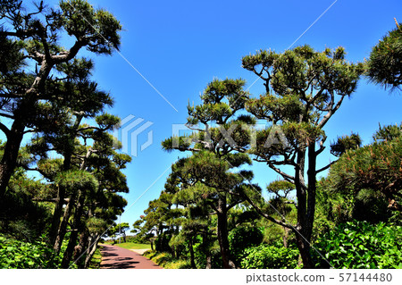 Jogashima Park Kuromatsu 57144480