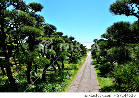 Jogashima Park Kuromatsu Jogashima Park Kuromatsu 57144520