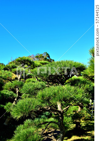 Jogashima Park Kuromatsu Jogashima Park Kuromatsu 57144525