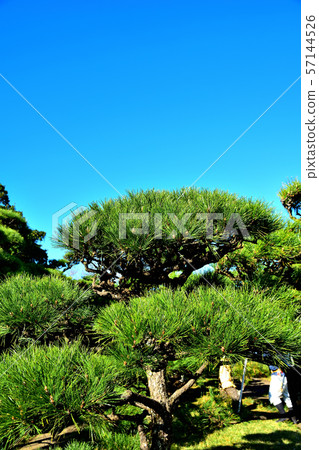 Jogashima Park Kuromatsu 57144526