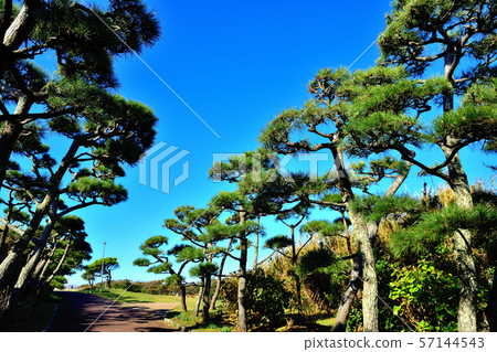 Jogashima Park Kuromatsu Jogashima Park Kuromatsu 57144543