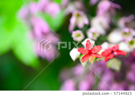 Benigenpajyra Benigenpajyra 57144923