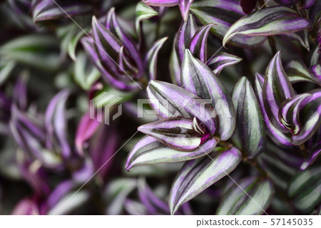 Zebulina Pendula 57145035