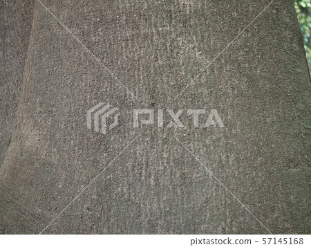 樹皮 樹皮 57145168
