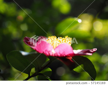 山茶花 山茶花 57145169
