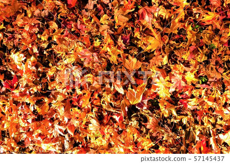 Dead leaves autumn 57145437