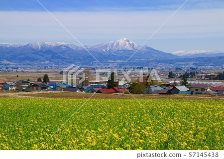 Rape field and Mt. Bandai (Aizu Misato Town, Fukushima Prefecture) 57145438