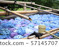 Hydrangea hand washing place in Ushiku Daibutsu 57145707