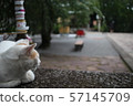 Shrine's cat 57145709