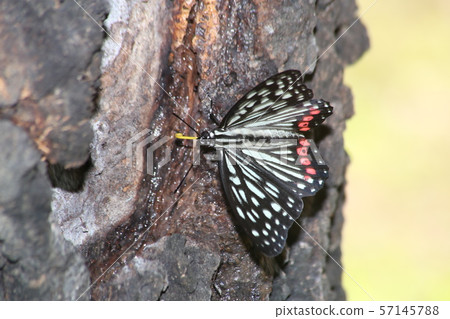 Akaboshigo goddamara and canaven 57145788