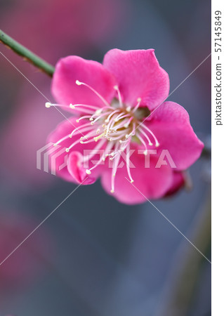 Red plum early spring image Japanese style image Red plum early spring image Japanese style image 57145849