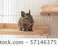 Degu a little sideways 57146375