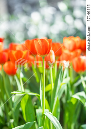Red tulips in park garden Red tulips in park garden 57146535