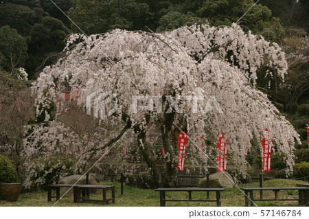full bloom full bloom 57146784