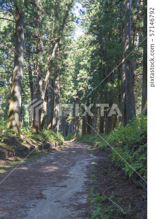 Nikko cedar tree Nikko cedar tree 57146792