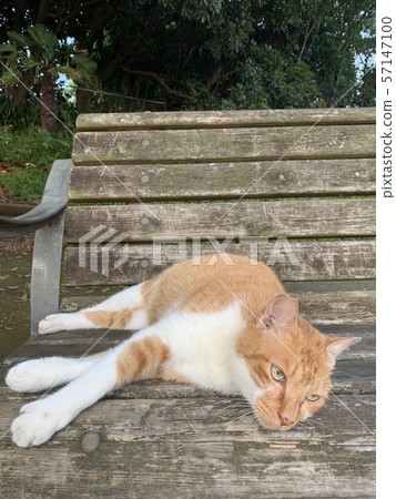 在長凳上放鬆的貓 57147100