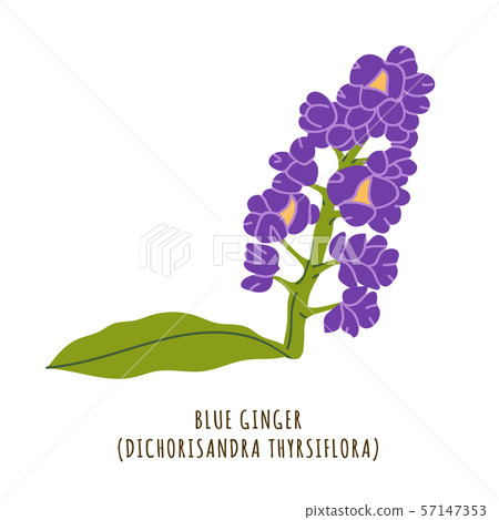 Blue Ginger Tropical Flower Stock Illustration