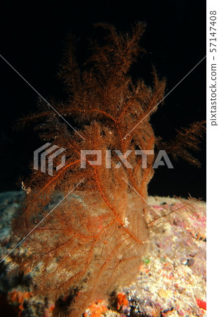 Shirasu shrimp living in Shigajima, Miyakojima city 57147408