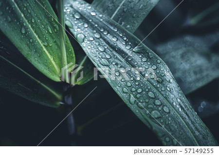 Water droplets on the leaves in the morning 57149255
