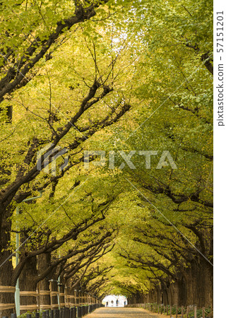 [彩葉銀杏] 57151201