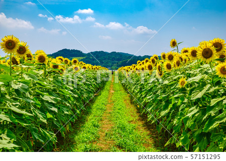 Sunflower field (Mashiko Town, Tochigi Prefecture) Sunflower field (Mashiko Town, Tochigi Prefecture) 57151295