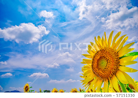 Sunflower field (Mashiko Town, Tochigi Prefecture) Sunflower field (Mashiko Town, Tochigi Prefecture) 57151330