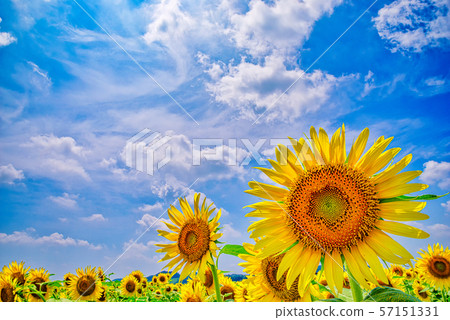 Sunflower field (Mashiko Town, Tochigi Prefecture) 57151331