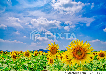 Sunflower field (Mashiko Town, Tochigi Prefecture) Sunflower field (Mashiko Town, Tochigi Prefecture) 57151333