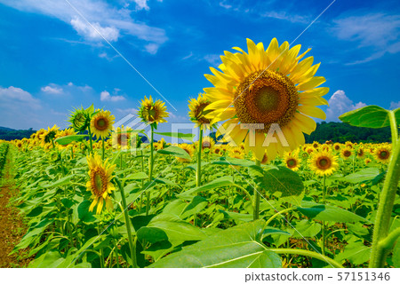 Sunflower field (Mashiko Town, Tochigi Prefecture) Sunflower field (Mashiko Town, Tochigi Prefecture) 57151346
