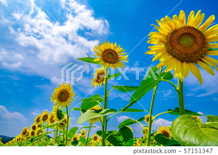 向日葵田(栃木縣M子市) 向日葵田(栃木縣M子市) 57151347