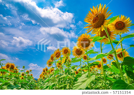 Sunflower field (Mashiko Town, Tochigi Prefecture) Sunflower field (Mashiko Town, Tochigi Prefecture) 57151354