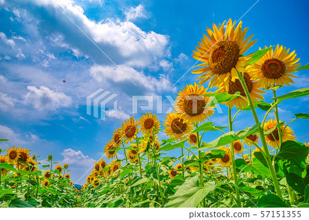 Sunflower field (Mashiko Town, Tochigi Prefecture) Sunflower field (Mashiko Town, Tochigi Prefecture) 57151355