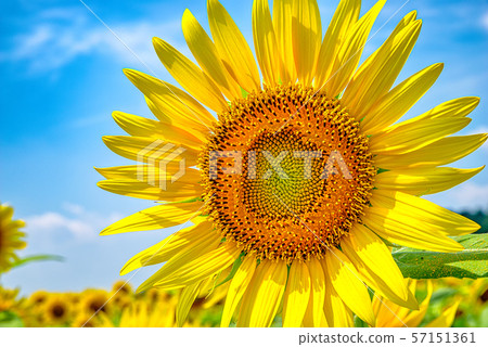 向日葵田（栃木縣M子市） 57151361