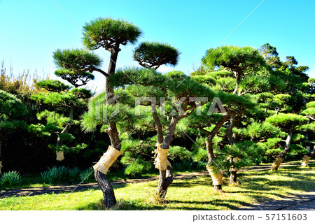 Jogashima公園黑松蘑菇 Jogashima公園黑松蘑菇 57151603