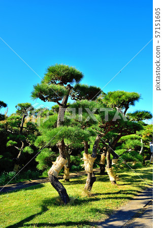 Jogashima公園黑松蘑菇 57151605