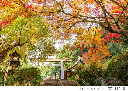 Maple of Hyuga Ojingu Maple of Hyuga Ojingu 57151648
