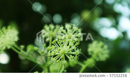 Udo no Hana 57152258