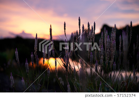 bloom pink flower with natural summer sunset sky bloom pink flower with natural summer sunset sky 57152374