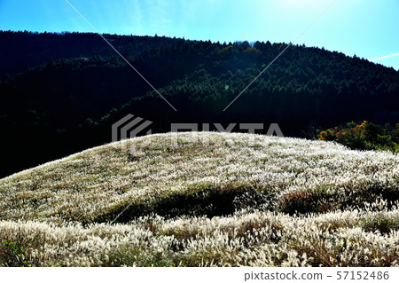 Hakone Sengokuhara Susuki meadow in late autumn 57152486